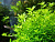 Хемиантус Микрантемоидес Hemianthus micranthemoides (меристемное растение)